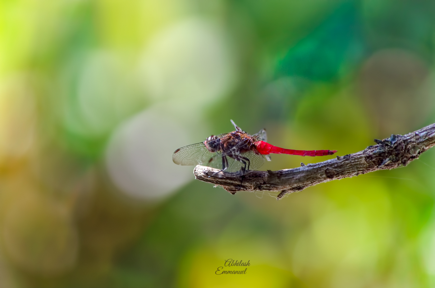 Red dragonfly on a twig against green bokeh
