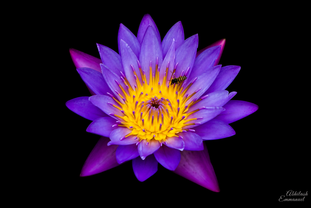 A bee inside a violet water lily
