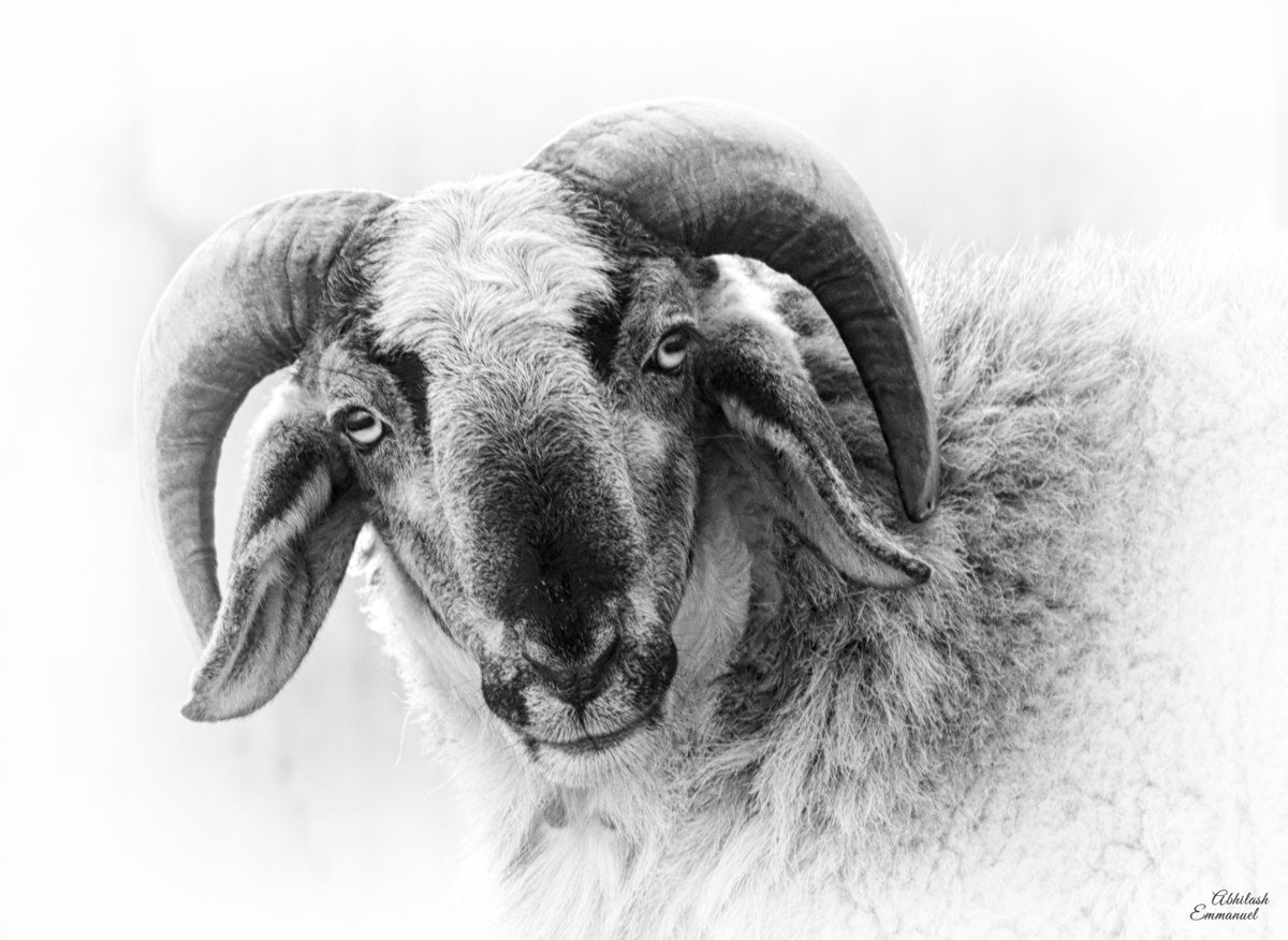 Black-and-white portrait of a horned ram looking into the lens
